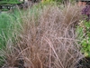 Pots of reddish hairlike foliage in a nursery