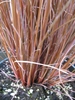 Base of clump of reddish hairlike foliage in plastic nursery pot