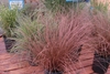 Tufts of reddish hairlike foliage in a container