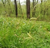 Woodland with ground covered by clumps of grassy foliage.