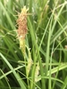 Erect spike with basal female flowers and terminal male flowers