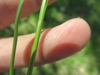 Finger cradling a triangular stem.