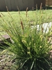 Clump of grass-like plant with erect spikes of flowers.