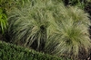 Tufted plant with fine, silvery green, hair-like leaves.