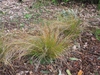 Fine, golden brown, hair-like foliage on tufted plants.