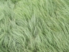 Fine, silvery green, hair-like leaves looking like fur.