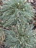 Two clumps of grassy foliage; leaves green with white margins