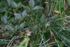 Clumps of grassy foliage; erect spikes with long anthers