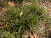 A tuft of green leaves, like Liriope or mondo grass.