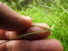 Fingers clasping a fine, grass-like leaf