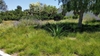 A drift of grassy green foliage in a planted bed with Agave