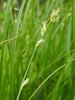 Spikes of green flowers widely separated on the inflorescence.