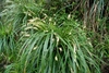 Clump of grass-like foliage with spikes of staminate flowers.