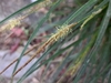 Close-up of a spike of staminate flowers.