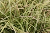 Linear, grass-like leaves with golden yellow margins