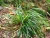 Clump of grass-like foliage