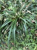Clump of grass-like foliage with spikes of staminate flowers.