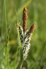 Cluster of brown spikes with dangling anthers.