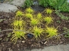 A grid planting of several plants with chartreuse grassy foliage