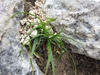 Grassy foliage in a clumping plant growing among rocks.