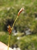 Erect brown spikes widely disper on the inflorescence.