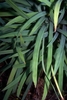 Leaf detail - half inch wide bluish green with longitude ridges