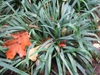 Clump of grass-like foliage.