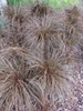 Planting of clumps of fine foliage that is reddish brown.