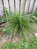 Detail of a clump of fine, hair-like, green foliage.