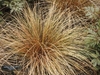 A clump of fine, hair-like, bronze colored foliage.