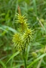 Inflorescences with basal female flowers enclosed in utricles