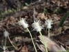 Three erect spikes with showy white male and female flowers.