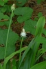 White female flowers enclosed in utricles; male flowers terminal