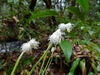 Two spikes with female flowers below & male flowers above.