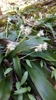 A few spikes with female flowers below & male flowers above.