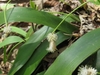 Broad leaves backing a spike of white male & female flowers.