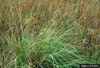 Large grassy plant with erect infloresnces.