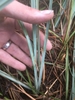 Hand holding base of plant with glaucous blue grassy shoots.