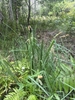 Large grassy plant with erect infloresnces.