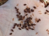 Small achenes in the palm of a hand.