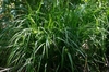 Clump of grassy foliage
