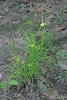 Grassy plants with spiky inflorescences.