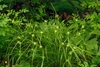 Grassy plants with spiky inflorescences.