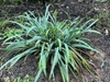 Grassy plant with glaucous blue foliage