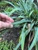 Fingers holding leaf of grassy plant with glaucous blue foliage