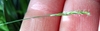 Fingers cradling a spike with exserted stigmas.