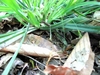 Base of grassy plant w/ arching inflorescences w/ tiny flowers