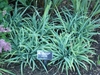 Grassy plant with glaucous blue foliage