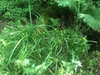 Grassy plant with prominent, spiky inflorescences