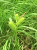 Close-up of spiky utricles in three spikes.
